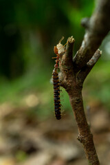red ants with food, macro shot