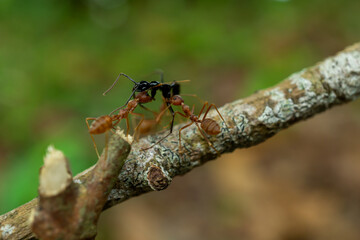red ants with food, macro shot