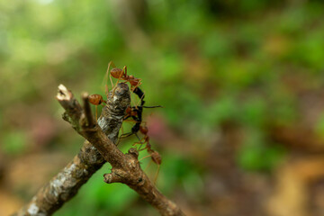 red ants with food, macro shot