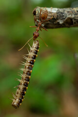 red ants with food, macro shot