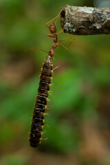 red ants with food, macro shot