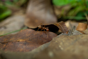 red ants on dry leaves looking for food