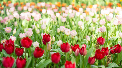 Blooming tulip flowers with water drop in the garden