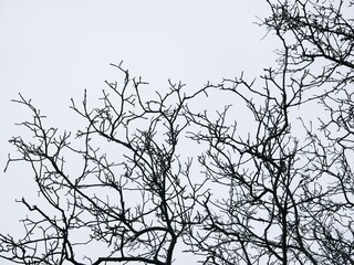 Complex branches against white sky with space for text