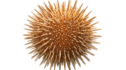 Obraz premium Golden Spiky Sphere: A mesmerizing abstract sphere with a multitude of golden spikes, evoking both beauty and a sense of danger.