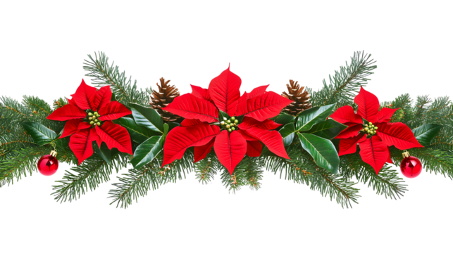 Christmas tree branches and red poinsettia flower in a holiday line arrangement isolated on white or transparent background