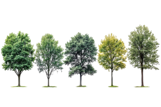 Various types of trees displaying seasonal changes and different shades of green
