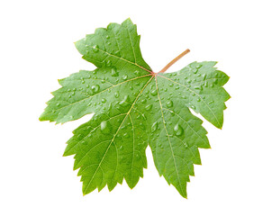 Grape leaf with water droplets isolated on white. Clipping path.