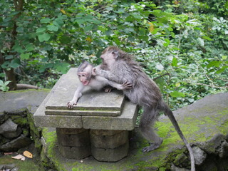 Bali, Indonésie, île, plage, mer, océan, sable, tropical, exotique, Asie du Sud-Est, voyage, tourisme, vacances, détente, soleil, paysage, nature, eau turquoise, palmiers, coucher de soleil, Ubud, Kut