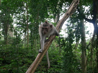 Bali, Indonésie, île, plage, mer, océan, sable, tropical, exotique, Asie du Sud-Est, voyage, tourisme, vacances, détente, soleil, paysage, nature, eau turquoise, palmiers, coucher de soleil, Ubud, Kut