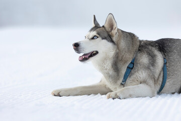 Purebred Husky dog portrait, lying down in snow and smiling
