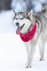 Dog Siberian Husky with red scarf portrait, walking and showing tongue, snow winter forest