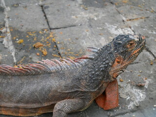 Bali, Indonésie, île, plage, mer, océan, sable, tropical, exotique, Asie du Sud-Est, voyage, tourisme, vacances, détente, soleil, paysage, nature, eau turquoise, palmiers, coucher de soleil, Ubud, Kut