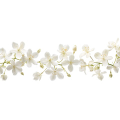 Fototapeta premium jasmine flower white background 
