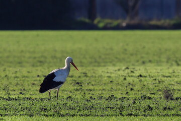 cicogne nel campo di grano