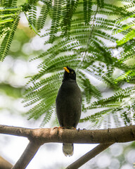 The Javan myna bird on a branch observation around looking for fruit 