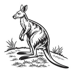 Kangaroos in sunny field near campsite