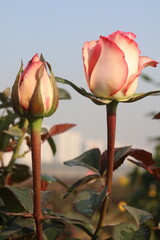 pink colored rose plant on farm