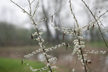 Delicate white flowers bloom on branches by a tranquil waterway in early spring
