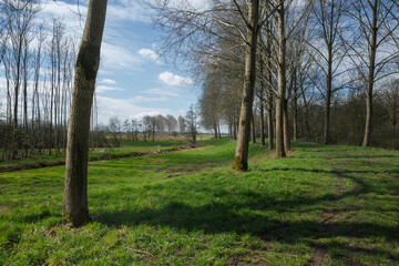 Natural landscape with tall trees and green grass under a partly cloudy sky