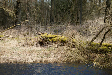 Moss-covered log near calm water in a serene wetland during early spring with bare trees and dry grass