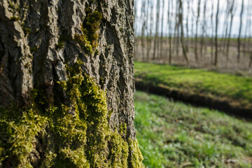 Obraz premium Textured tree trunk covered in vibrant green moss near a field during bright daytime