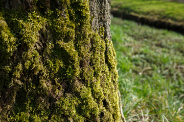 Moss-covered tree trunk in a lush green field surrounded by nature during daylight