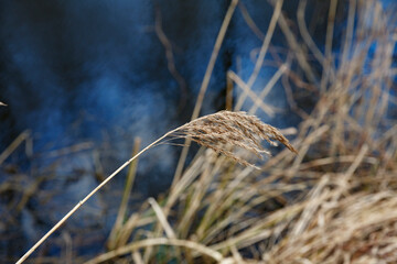 Nature's tranquility captured at the edge of a serene water body surrounded by dry tall grass in a calm afternoon