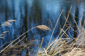 Natural reeds sway gently beside a calm water body reflecting blue hues during a tranquil day in early spring
