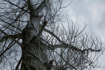 Tall barren tree reaching towards a cloudy sky in a remote woodland area during late autumn