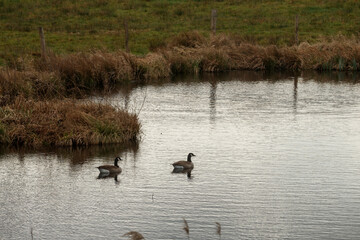 Ducks swim peacefully in a tranquil pond surrounded by emerald green grass and serene ambiance during a cloudy day