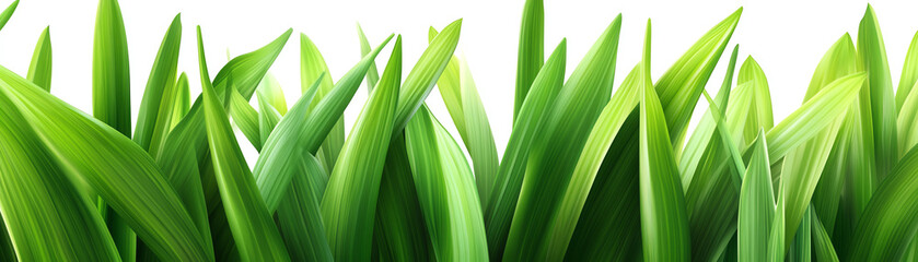 Fototapeta premium A close-up view of vibrant green grass blades, showcasing their fresh and lush texture, ideal for nature-themed projects.