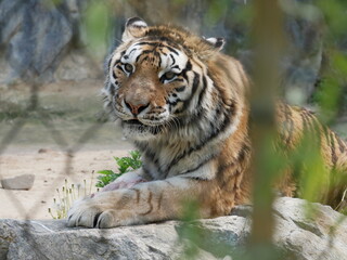 Zoo de Séoul, tigres, Corée du Sud, animaux, faune, parc zoologique, préservation, conservation, biodiversité, mammifères, félins, grands félins, nature, environnement, habitat, enclos, captivité, édu