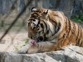 Zoo de S&eacute;oul, tigres, Cor&eacute;e du Sud, animaux, faune, parc zoologique, pr&eacute;servation, conservation, biodiversit&eacute;, mammif&egrave;res, f&eacute;lins, grands f&eacute;lins, nature, environnement, habitat, enclos, captivit&eacute;, &eacute;du