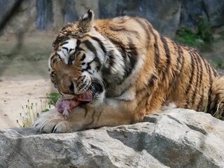 Zoo de Séoul, tigres, Corée du Sud, animaux, faune, parc zoologique, préservation, conservation, biodiversité, mammifères, félins, grands félins, nature, environnement, habitat, enclos, captivité, édu