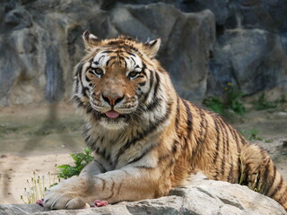 Zoo de Séoul, tigres, Corée du Sud, animaux, faune, parc zoologique, préservation, conservation, biodiversité, mammifères, félins, grands félins, nature, environnement, habitat, enclos, captivité, édu