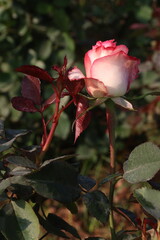 pink colored rose plant on farm