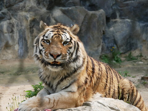 Zoo de S&eacute;oul, tigres, Cor&eacute;e du Sud, animaux, faune, parc zoologique, pr&eacute;servation, conservation, biodiversit&eacute;, mammif&egrave;res, f&eacute;lins, grands f&eacute;lins, nature, environnement, habitat, enclos, captivit&eacute;, &eacute;du