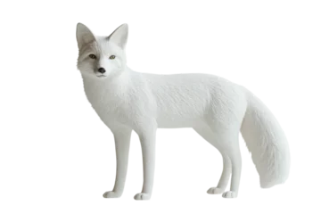 White fox standing gracefully on a white background with detailed fur texture and a curious expression, showcasing natural elegance and poise