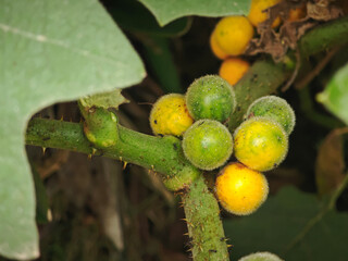  Hairy fruited eggplant on tree