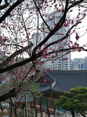 Séoul, Corée du Sud, ville, skyline, gratte-ciel, architecture, moderne, traditionnel, palais, Gyeongbokgung, Changdeokgung, temple, Jogyesa, Bukchon Hanok Village, Namsan Tower, N Seoul Tower, rivièr