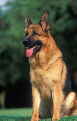 Berger allemand