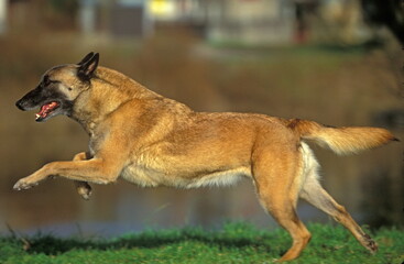 Berger belge malinois en course