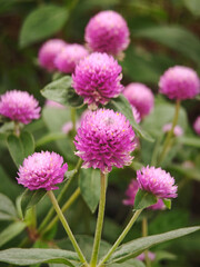 pink bachelor button flower on garden