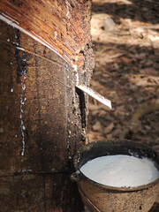 fresh rubber in plastic bowl