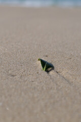 Leaf on the beach, shallow depth of field, selective focus. A small green leaf on a sandy beach.