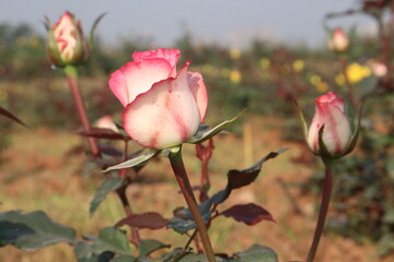 pink colored rose plant on farm