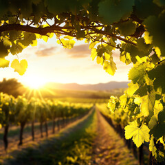 A picturesque vineyard basking in golden sunlight, with lush green grapevines lining the pathway towards distant hills.