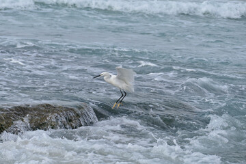 Little egret, Egretta garzetta, single bird on rock, Israel