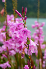 Cape bugle-lily or Watsonia flowers after rain with drops of water on petals. Iridaceae perennial plants. Pink tubular flowers bloom on Sao Miguel Island, Azores, Portugal.